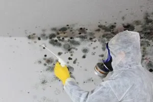 Mold Remediation Inspector Spraying Black Mold on Wall with Mold Removal Solution